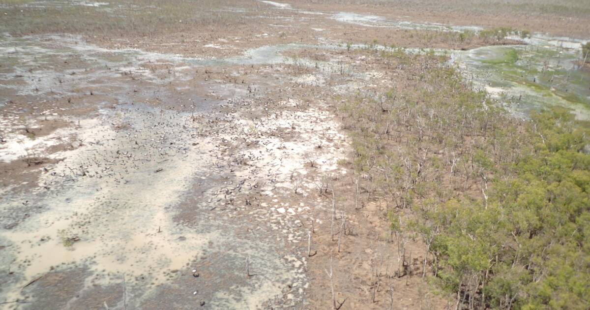 Protecting Country Against Invasive Species — Indigenous Ranger-Led Control (Northern Australia)
