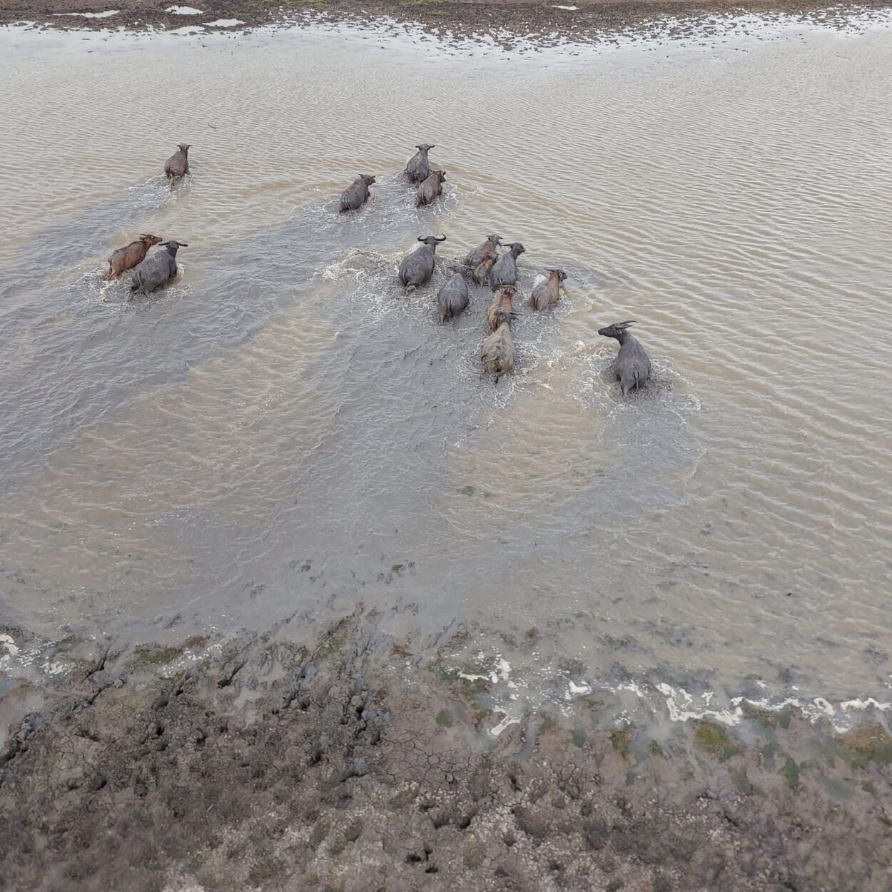 Buffalo